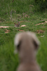 Weimaraner Portrait