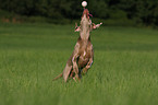 rennender Weimaraner