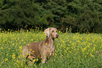 Weimaraner