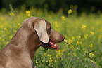 Weimaraner