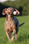 rennender Weimaraner