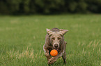 rennender Weimaraner