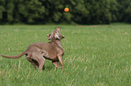 rennender Weimaraner