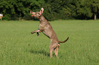 rennender Weimaraner