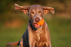 rennender Weimaraner