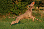 rennender Weimaraner