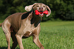 spielender Weimaraner