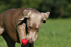 spielender Weimaraner