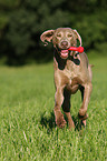 spielender Weimaraner