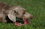 Weimaraner Portrait