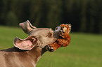 Weimaraner Portrait