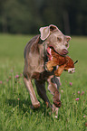 rennender Weimaraner