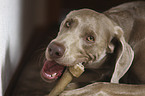 Weimaraner Portrait