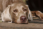 Weimaraner Portrait