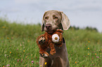 Weimaraner Portrait