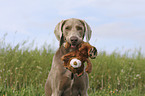 Weimaraner Portrait