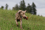 rennender Weimaraner