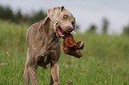 rennender Weimaraner