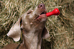 Weimaraner Portrait