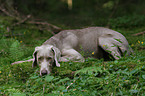 liegender Weimaraner