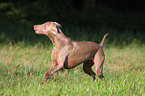 Weimaraner Hndin