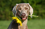 Weimaraner mit Sonnenblume