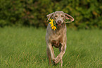 Weimaraner mit Sonnenblume
