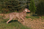 vorstehender Weimaraner