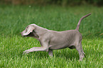 Weimaraner Welpe