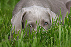 Weimaraner Welpe