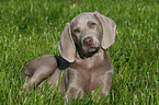 Weimaraner Welpe