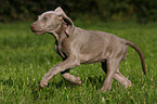 Weimaraner Welpe