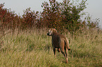 stehender Weimaraner