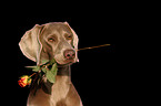 Weimaraner Portrait