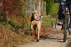 Radfahren mit Hund