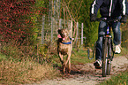 Radfahren mit Hund