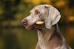 Weimaraner Portrait