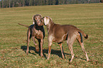 Weimaraner