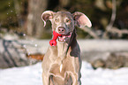 Weimaraner im Schnee