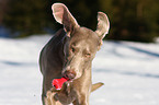 Weimaraner im Schnee