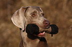 Weimaraner Portrait