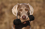 Weimaraner Portrait