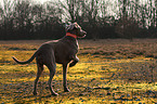 Weimaraner