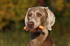 Weimaraner Portrait