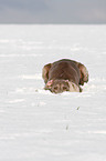 liegender Weimaraner