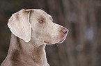 Weimaraner Portrait