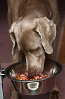 fressender Weimaraner