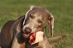 fressender Weimaraner