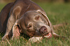 fressender Weimaraner