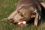 fressender Weimaraner